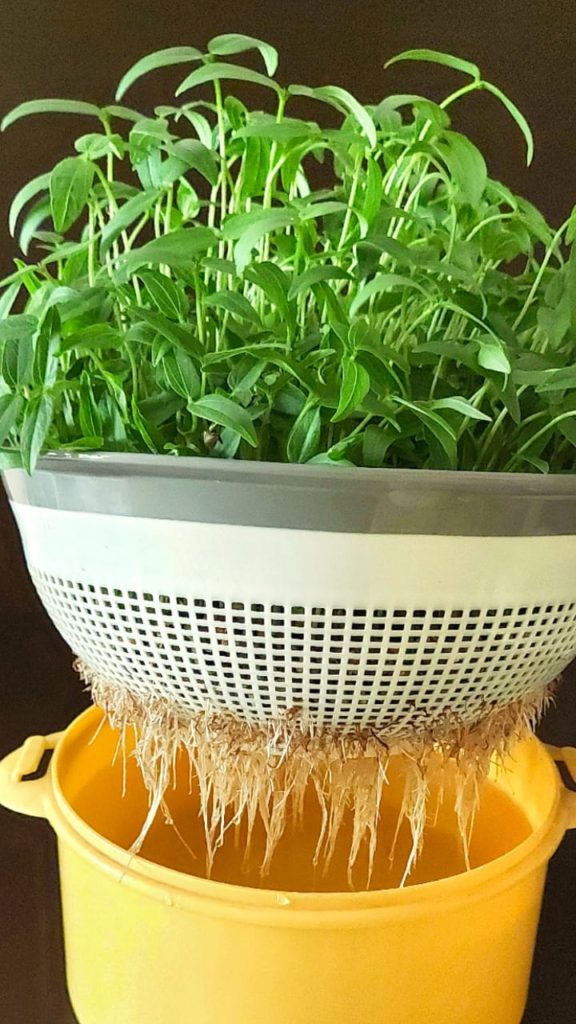 HOW TO GROW MICROGREENS INDOORS WITHOUT SOIL Mary's Kitchen